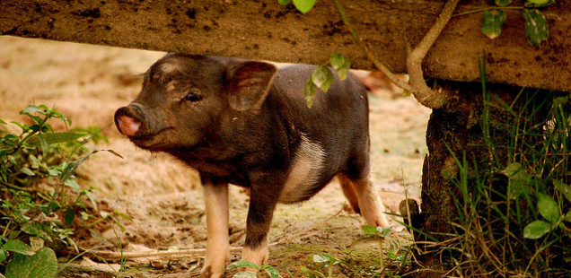 Teacup Pigs