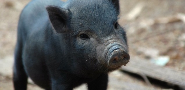 Cute Pigs