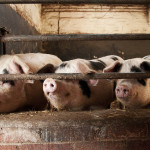 Pig Farming UK - Statistics and Information on UK Pig Farming