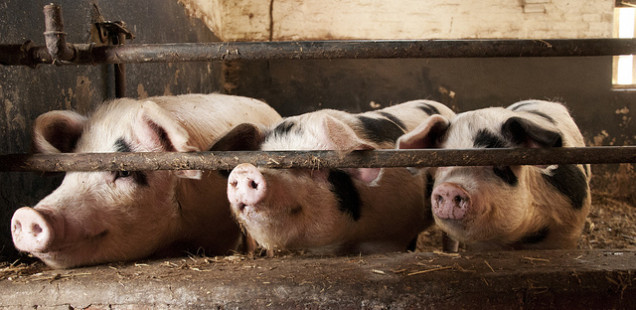 Pig Farming UK - Statistics and Information on UK Pig Farming