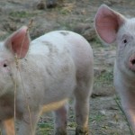 How to Raise a Pig