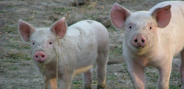 How to Raise a Pig