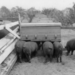 Pig Feed Suppliers