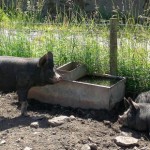 Rare Breed Pigs
