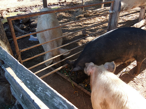 Buying a Pig Buying a Pig