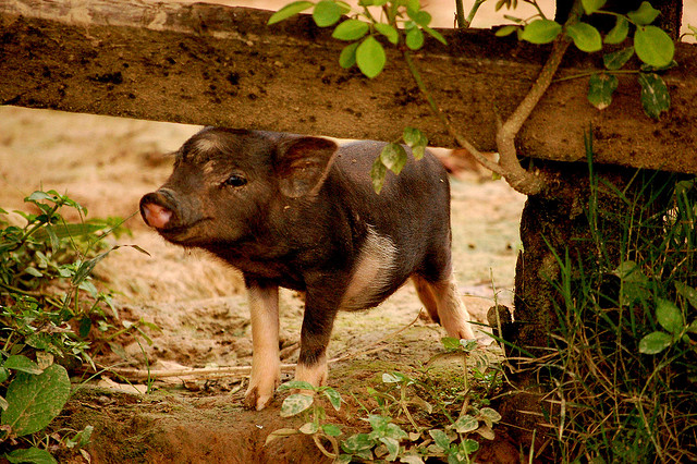 Cute Little Piglet