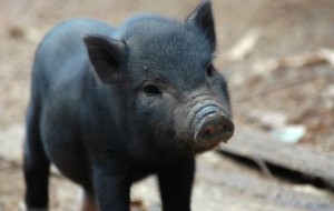 Cute Pigs