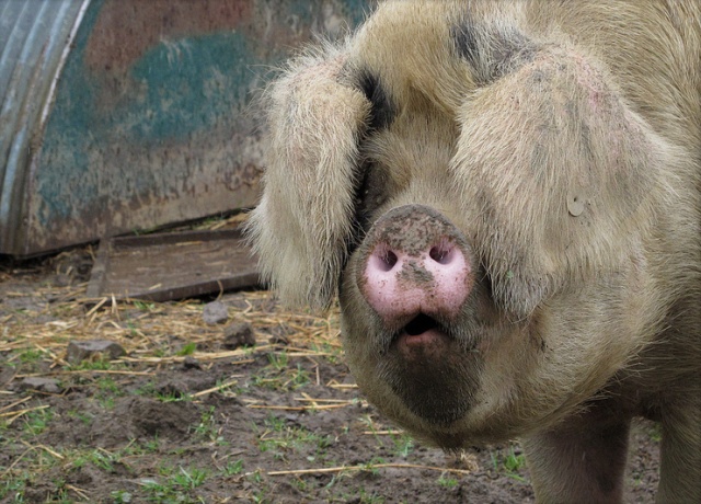 Eyes Covered Pig