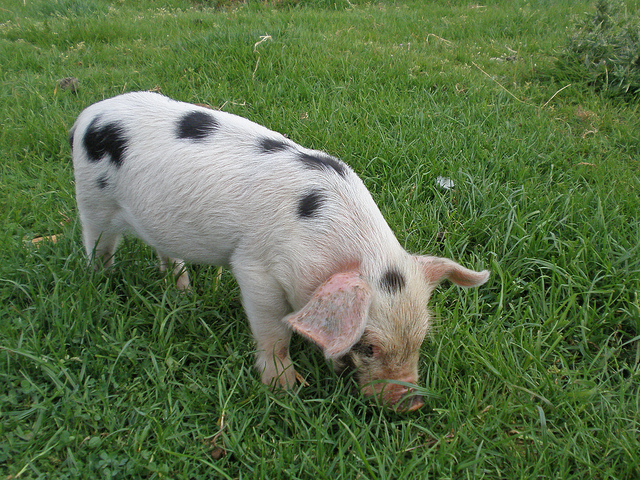 Gloucestershire Old Spot Pig