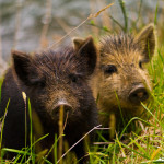 Inquisitive Piglets