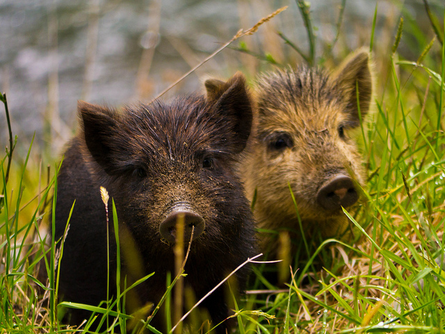 Inquisitive Piglets