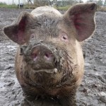 Keeping Pigs - Advice for Beginners