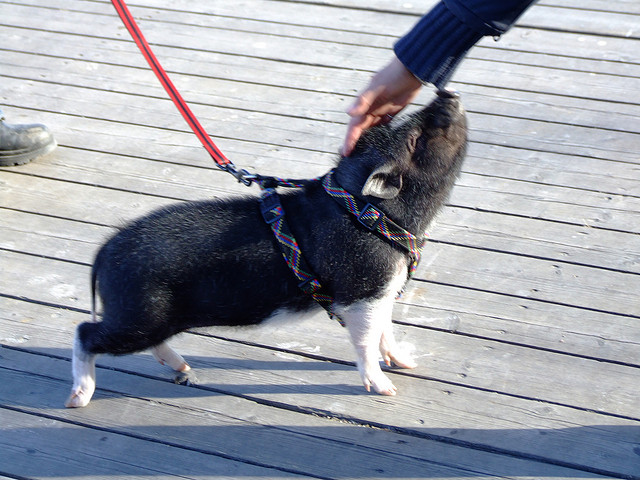 Pet Pig on a Lead