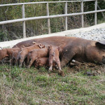 Pig Breeds