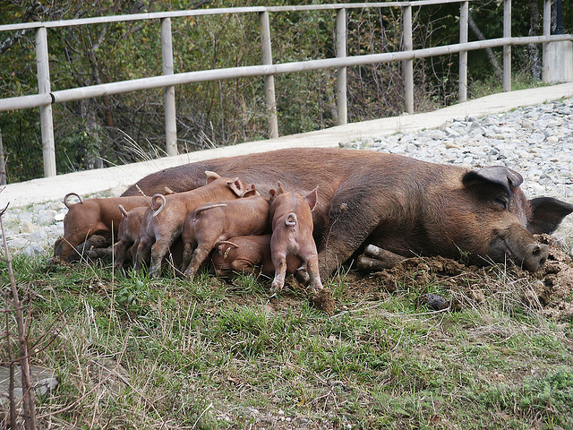 Pig Breeds