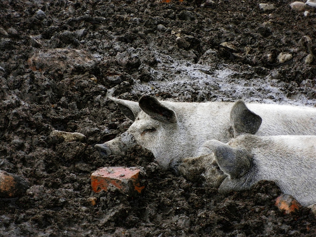 Pig Heaven Pig Heaven