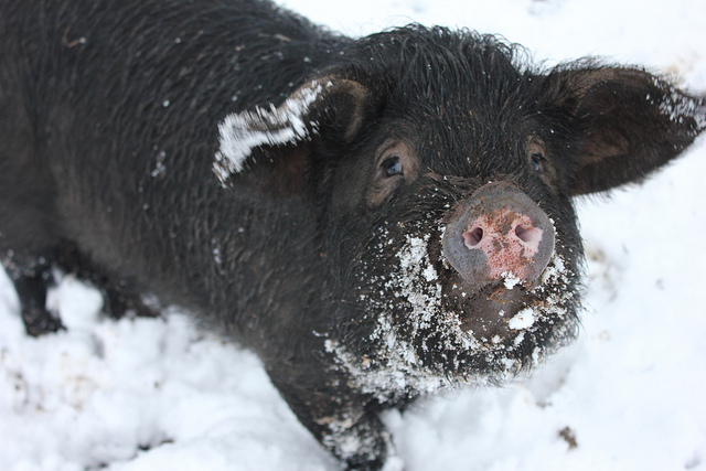 Pig in the Snow