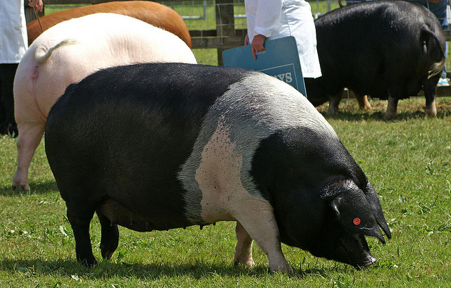 Saddleback Pig