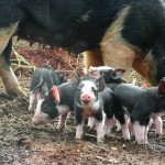 Some Little Berkshire Piglets