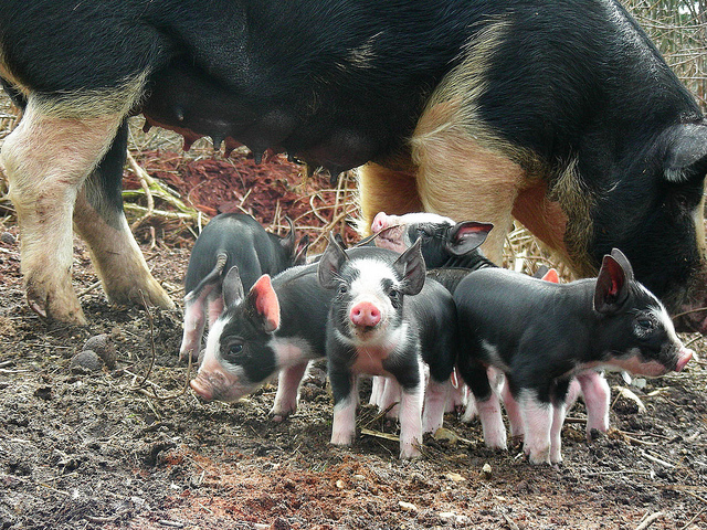 Some Little Berkshire Piglets
