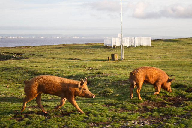 Tamworth Pigs