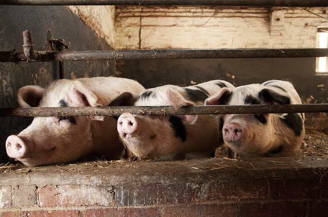 Three Little Pigs Three Little Pigs