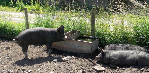 Rare Breed Pigs