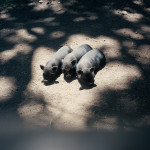 Black Pigs