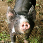 Cute Inquisitive Pig