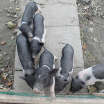 Cute Micro Pigs