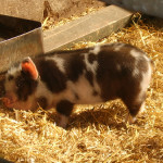 Cutest Pig Pictures