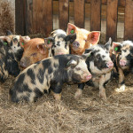 Group of Micro Pigs