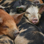 Micro Pigs in a Huddle