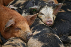 Micro Pigs in a Huddle