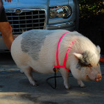 Pig on a Lead