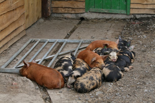 Teacup Pigs